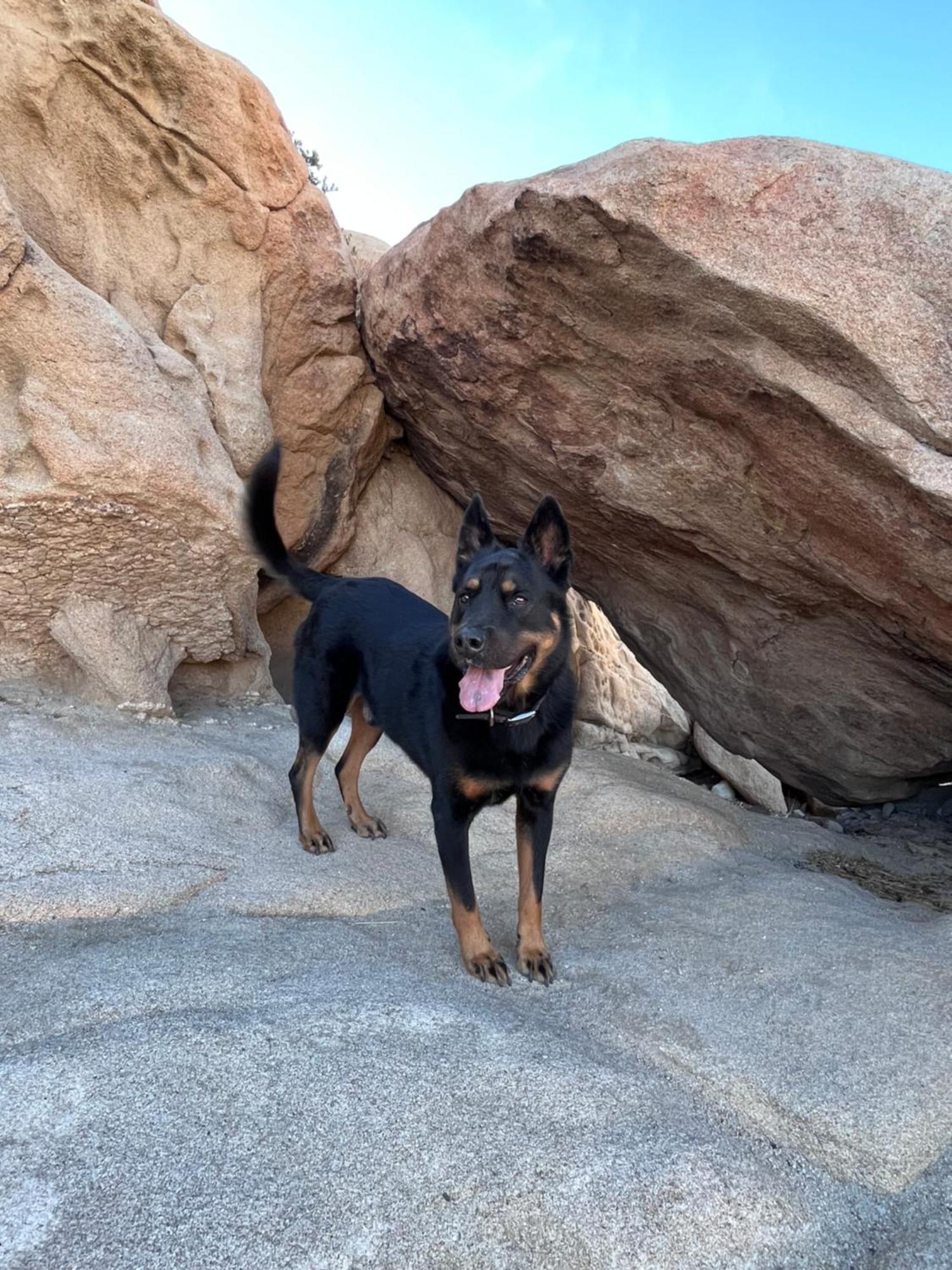 Willa The Joshua Tree House Zewnętrze zdjęcie