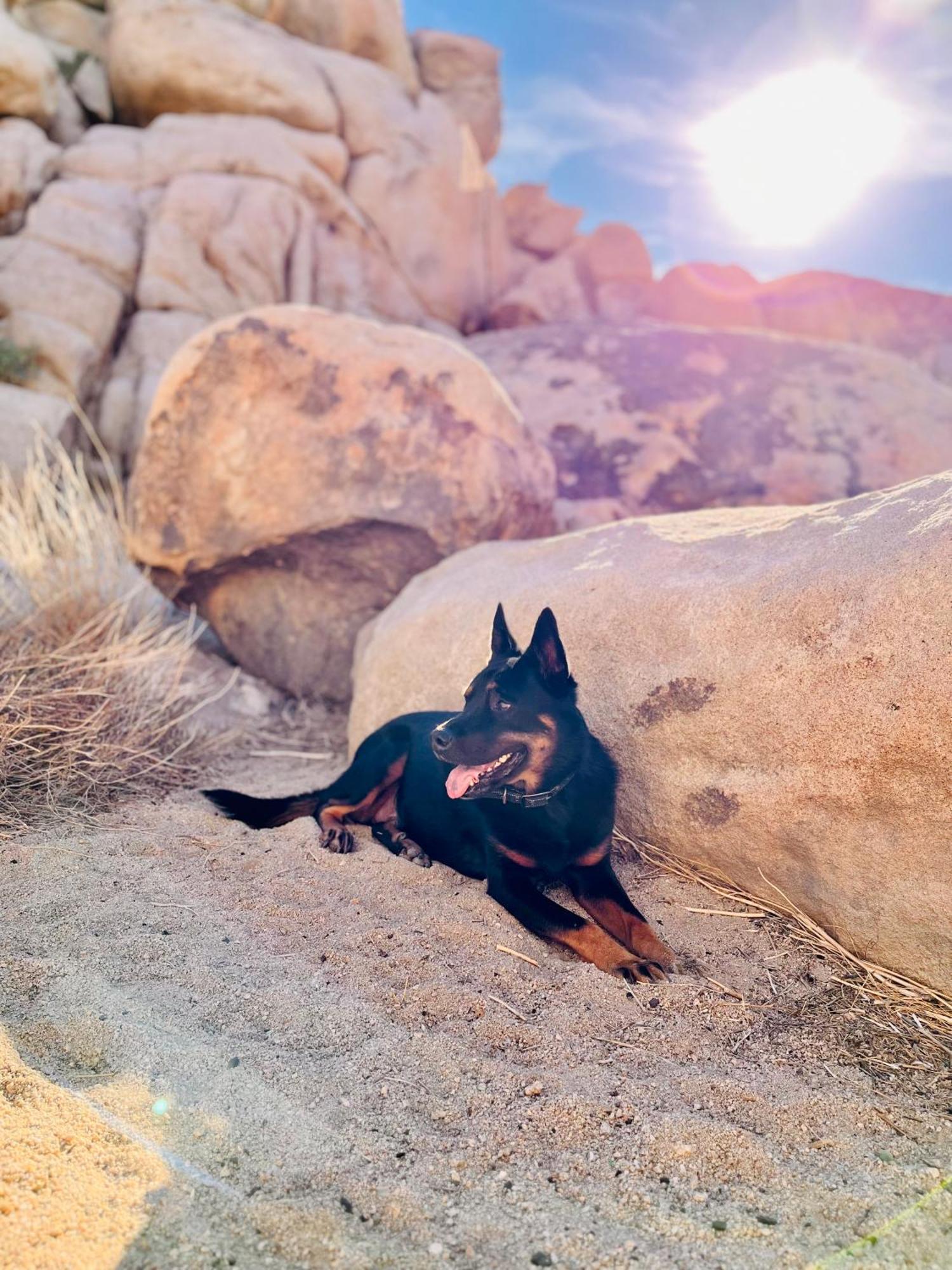 Willa The Joshua Tree House Zewnętrze zdjęcie