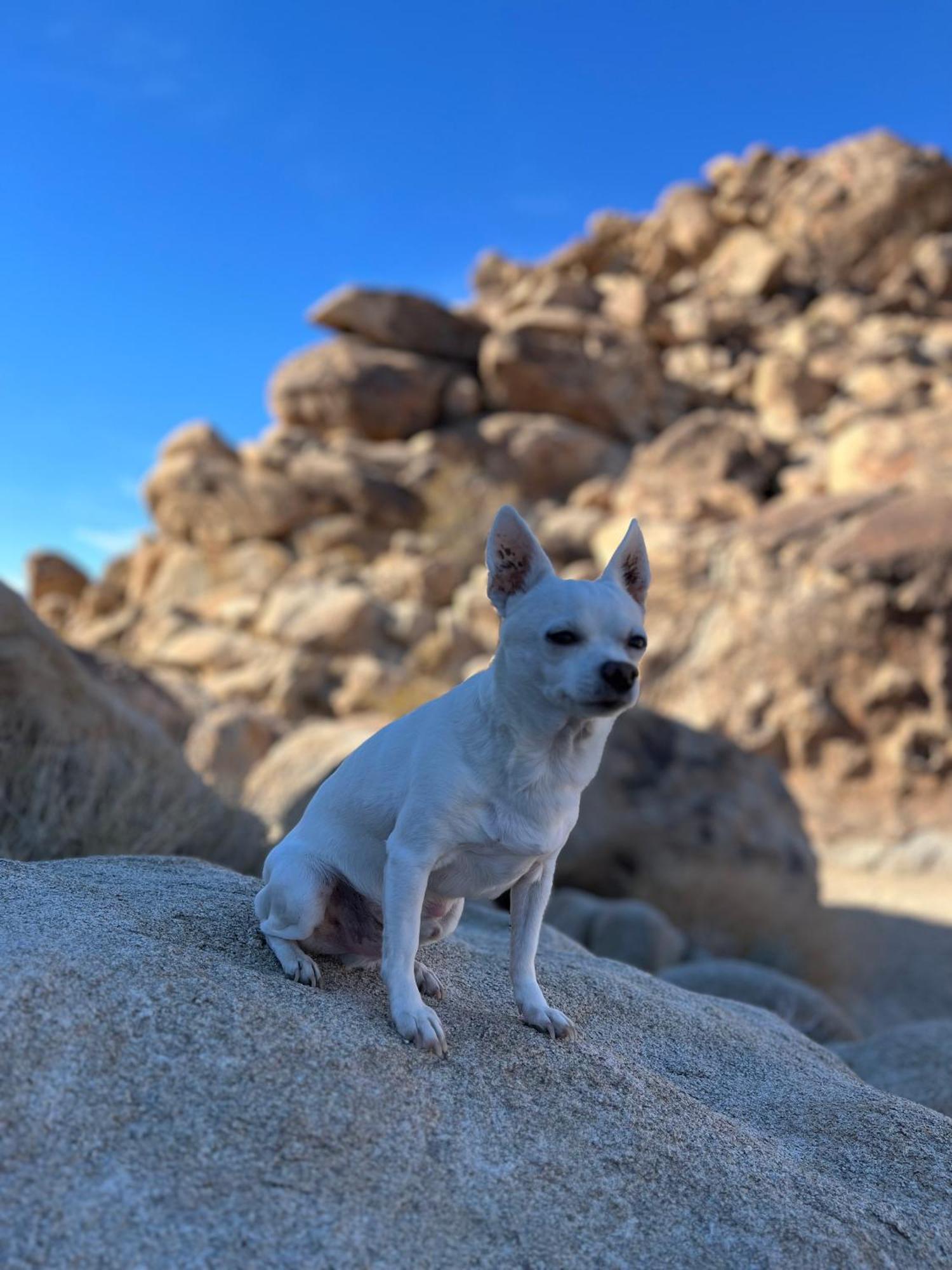 Willa The Joshua Tree House Zewnętrze zdjęcie