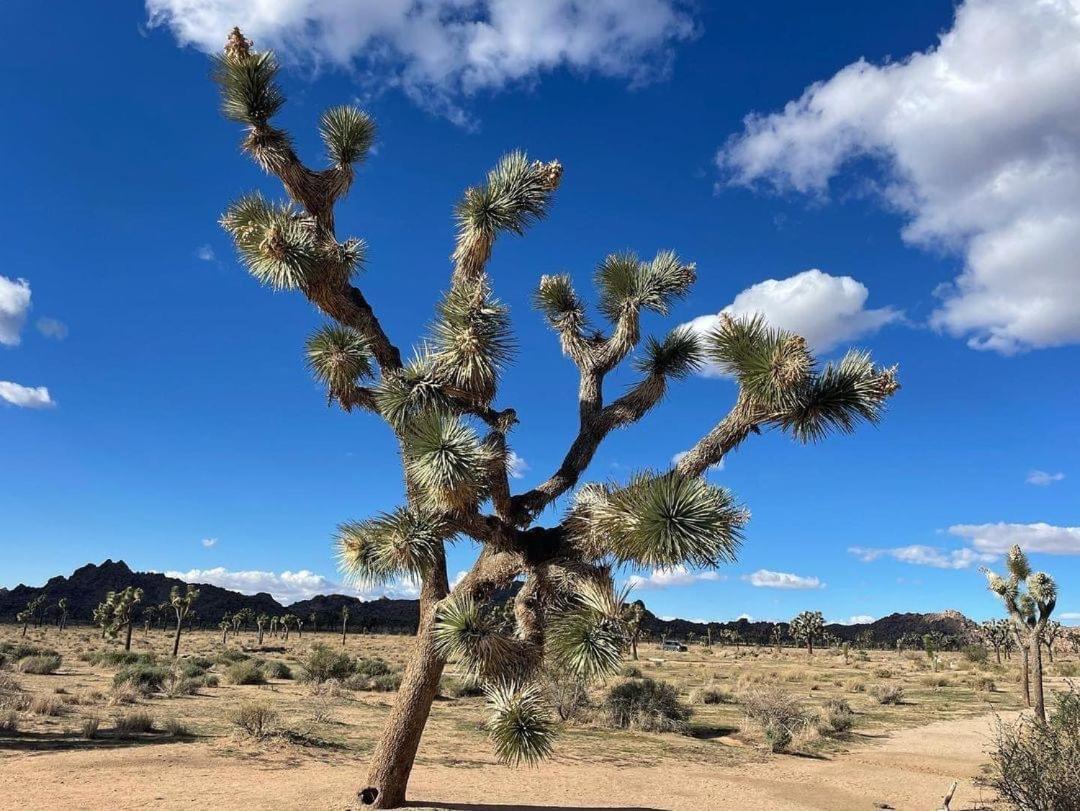 Willa The Joshua Tree House Zewnętrze zdjęcie